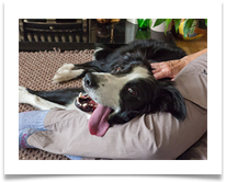 A dog's life - Bill Rigby